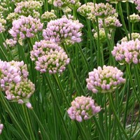 Allium 'Sugar Melt' Photo: Nijssen
